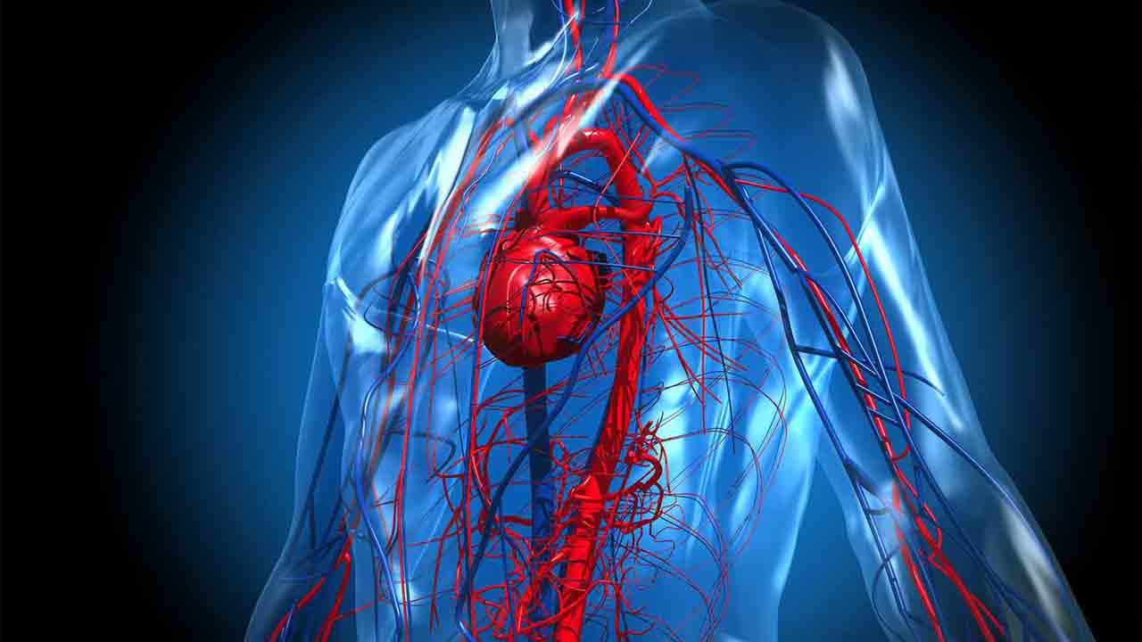 Explanation Of The Importance Of Blood Circulation For Overall Health